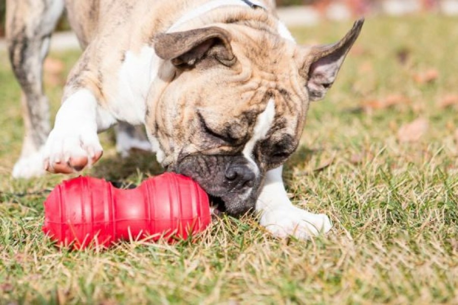 Dog Kong | Kong Dental Dog Toy