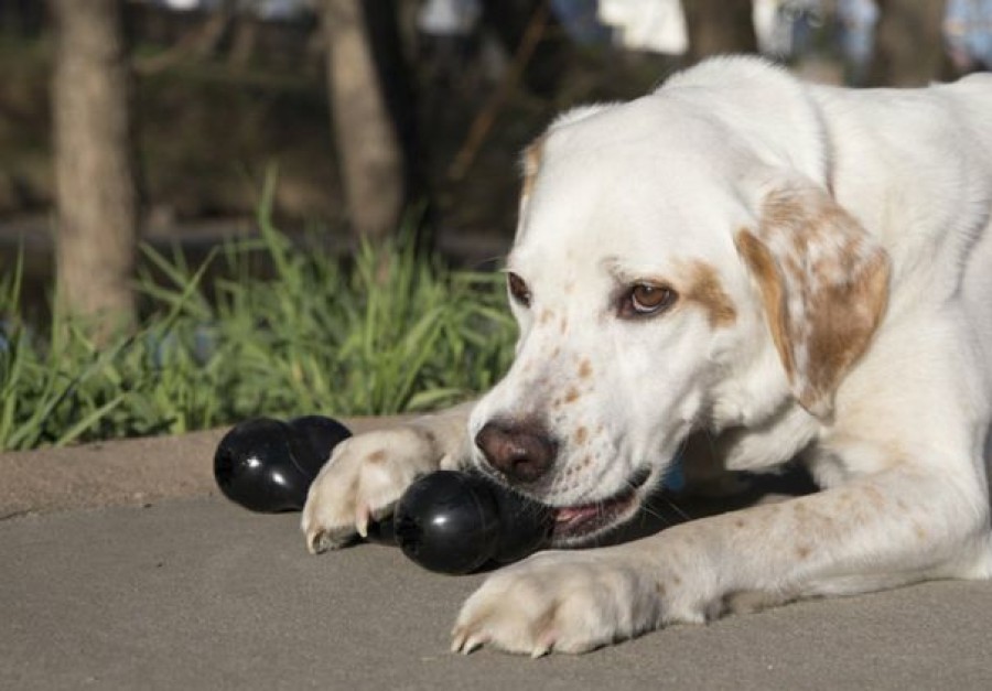 Dog Kong | Kong Extreme Goodie Bone Dog Toy